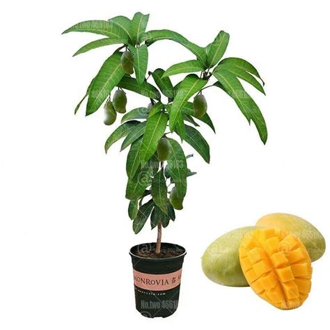 2 Mango Fruit Tree Seeds