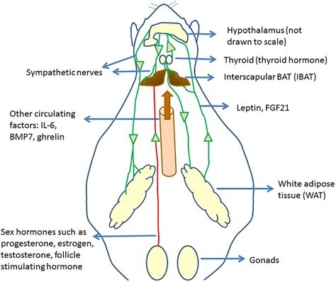 Intrascapular brown adipose tissue high fat diet – Diet Blog