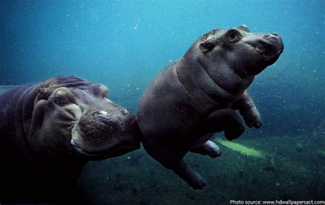 Interesting facts about hippos | Just Fun Facts