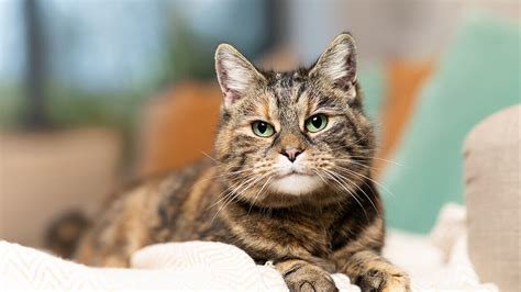 Tortoiseshell Cats - 5 Facts You Need To Know | Purina