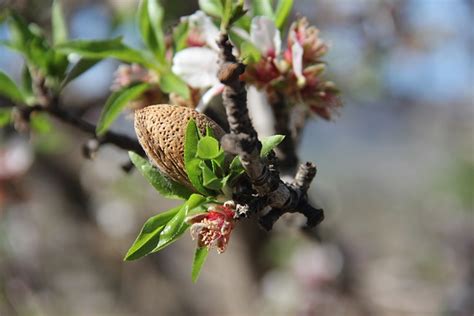 Almond Tree Nuts - Free photo on Pixabay - Pixabay