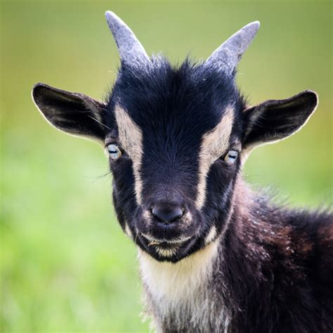 Mini Alpine & Nigerian Dwarf Goats | Rusty Bench Farm and Orchard