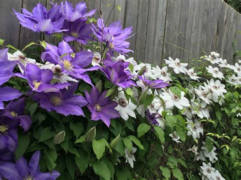 How to Grow and Care for Clematis - World of Flowering Plants