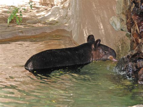 The Online Zoo - Mountain Tapir