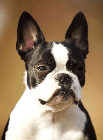 13 French Bulldog Mixes: Fantastic Frenchies!