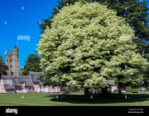 The Village Green Stock Photo - Alamy