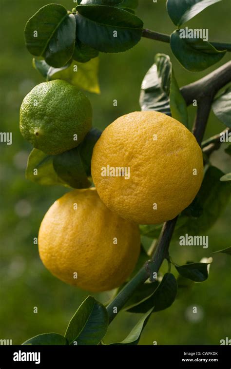 Citrus bergamia, Bergamot, Citrus Stock Photo - Alamy