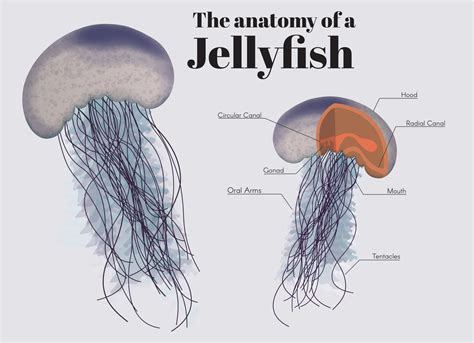 The Anatomy of a Jellyfish