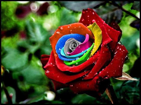 www.spring-blossoms.com: Rainbow Rose