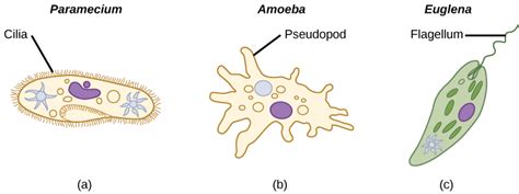 The Structure of Paramecium Cell - Rs' Science