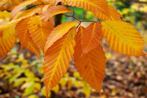 American Beech Leaves | Flickr - Photo Sharing!