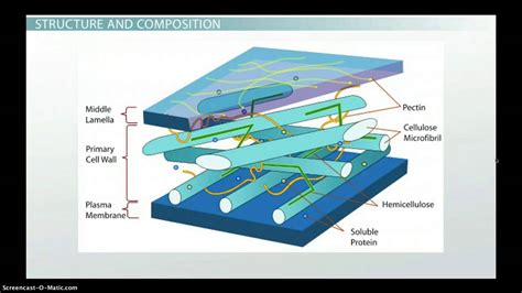 Plant Cell Wall Layers