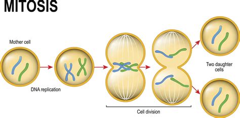 Venn Diagram Of Mitosis And Meiosis Mitosis Mitosis Vs Meiosis Meiosis ...