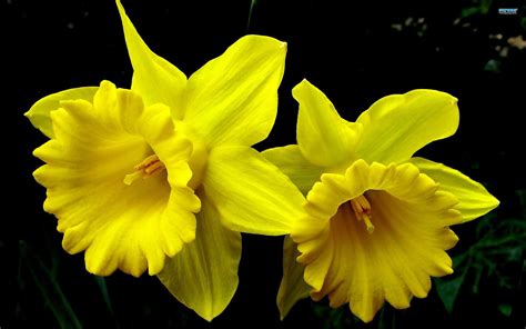 Daffodil Wallpapers - Wallpaper Cave