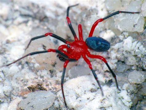 Red-and-black spider Ambicodamus species | Spider species, Spider, Red and black spider