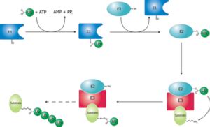 25 Ligase Enzyme Example: Detailed Facts - LAMBDAGEEKS