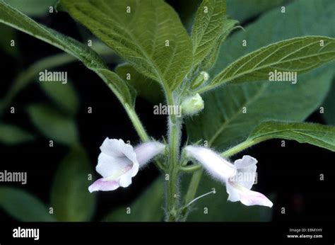 sesamum, sesame (Sesamum indicum), blooming plant Stock Photo - Alamy