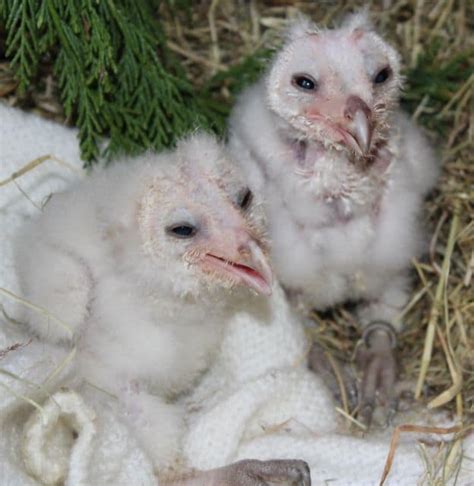 Barn owl babies are feeding well - Pet Samaritans