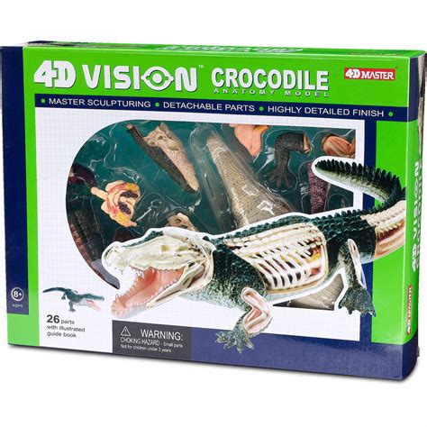 Crocodile Anatomy Model