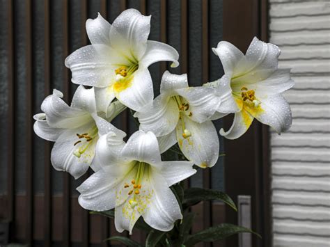 How to Grow and Care for Easter Lily