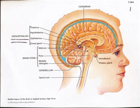 CNS brain and spinal cord Ch. 12 Flashcards | Quizlet