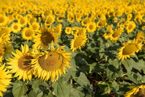 sunflower field view 10372976 Stock Photo at Vecteezy