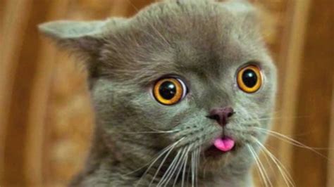 Funny cat face wallpaper | 1280x720 | #13209