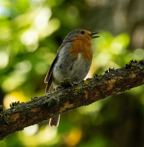 Birds of northern Europe — Life in a Southern Forest