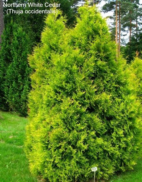 10+ Different Types Of Cedar Trees & Wood With Identification & Pictures | Thuja occidentalis ...