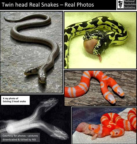 Myths on Snakes in India: Five Head Cobra