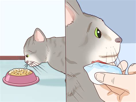 How to Treat Feline Acne: 14 Steps (with Pictures) - wikiHow