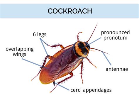 What Does a Cockroach Look Like? | Roach Identification Guide | DoMyOwn.com