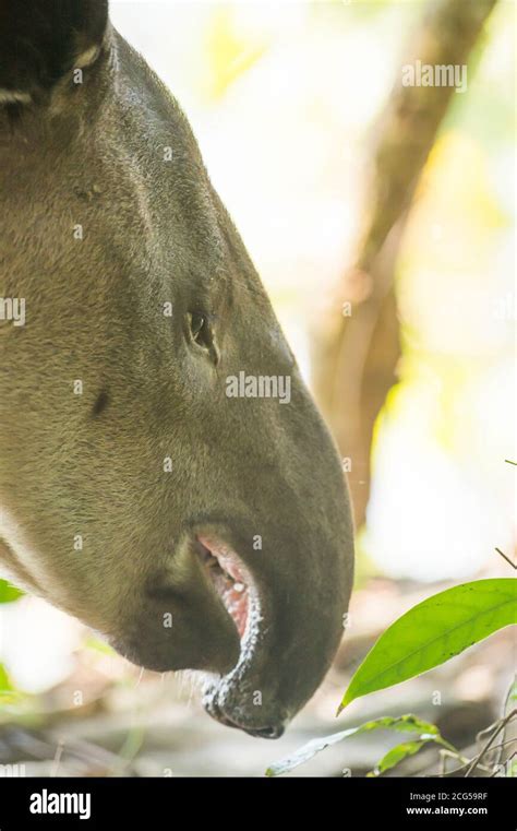 Baird's tapir - Costa Rica Stock Photo - Alamy