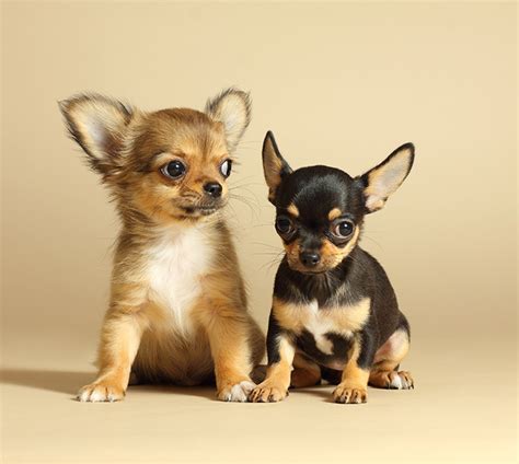 7 Things that Make Chihuahua an Amazing Breed - Animalso