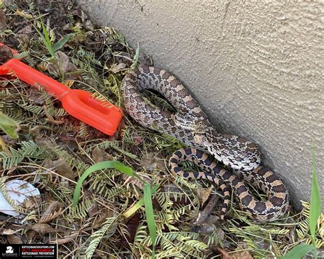 Snake Removal Updates April 2022 – Arizona Snake Removal Gallery