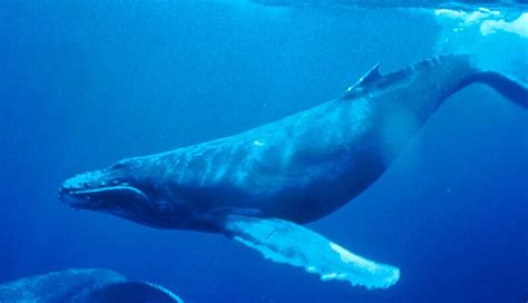 Humpback whale - Wikipedia