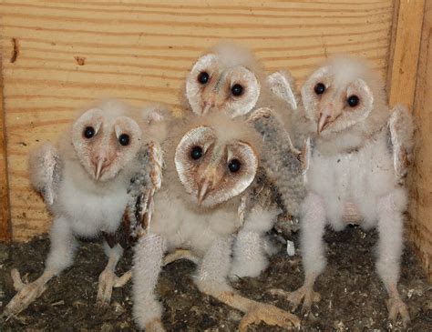 Inside Mystery - Baby Barn Owls Look Like Aliens And It's Not Fun