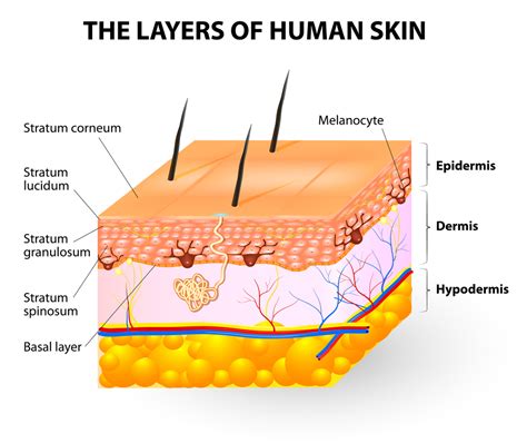 Can Skin Absorb That? Everything You Want To Know About Skin Absorption of Chemicals from ...