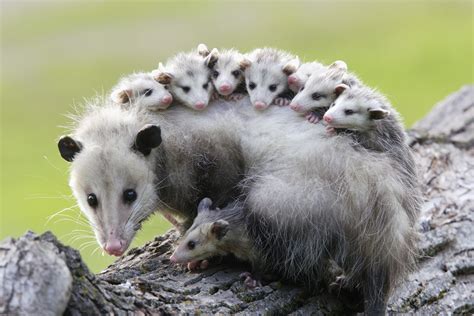 Opossum Facts (Order Didelphimorphia)