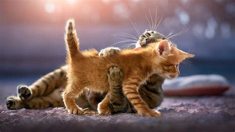 1920x1080 Cute Kittens Laptop Full HD 1080P ,HD 4k Wallpapers,Images,Backgrounds,Photos and Pictures