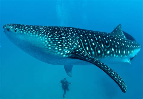 Whale Shark in Oslob Cebu | Cebu City Tour