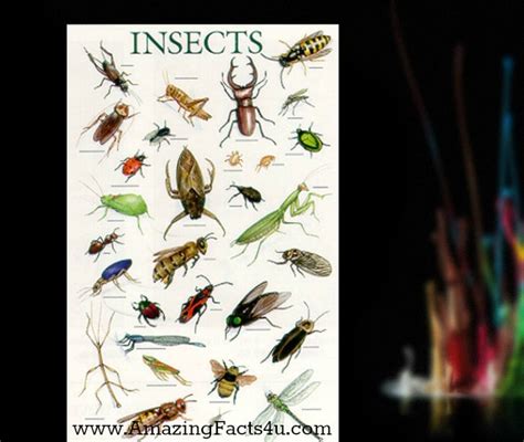 Insects Amazing Facts - Amazing Facts 4 U