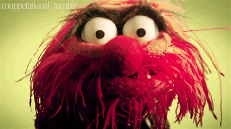 Muppets GIF - Find & Share on GIPHY