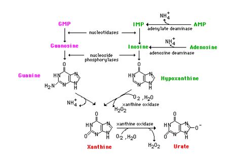 Nucleosides Nucleotides Nucleic Acids