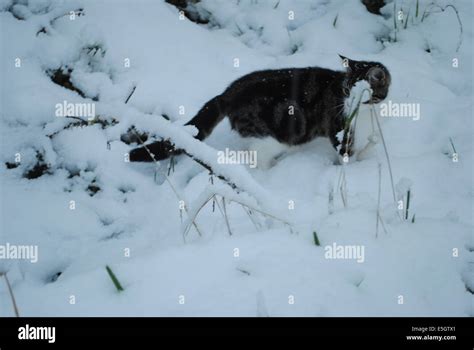 Tabby cat in snow Stock Photo - Alamy