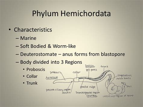 Phylum Hemichordata Characteristics Classification Examples