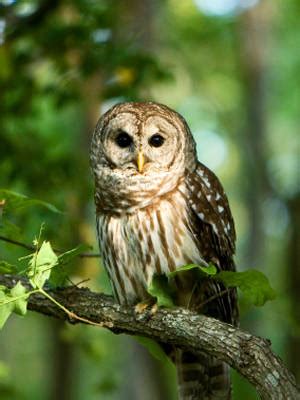 Barred Owl Facts - Barred Owl Habitat - Barred Owl Diet