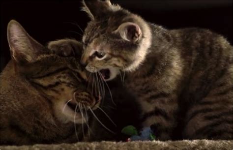 Awesome Cats In Slow Motion - Cats vs Cancer