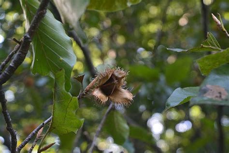 Beech Tree Nuts Stock Photos, Pictures & Royalty-Free Images - iStock