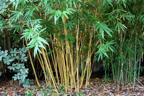 El bambú en el Jardín : Jardín y Terrazas